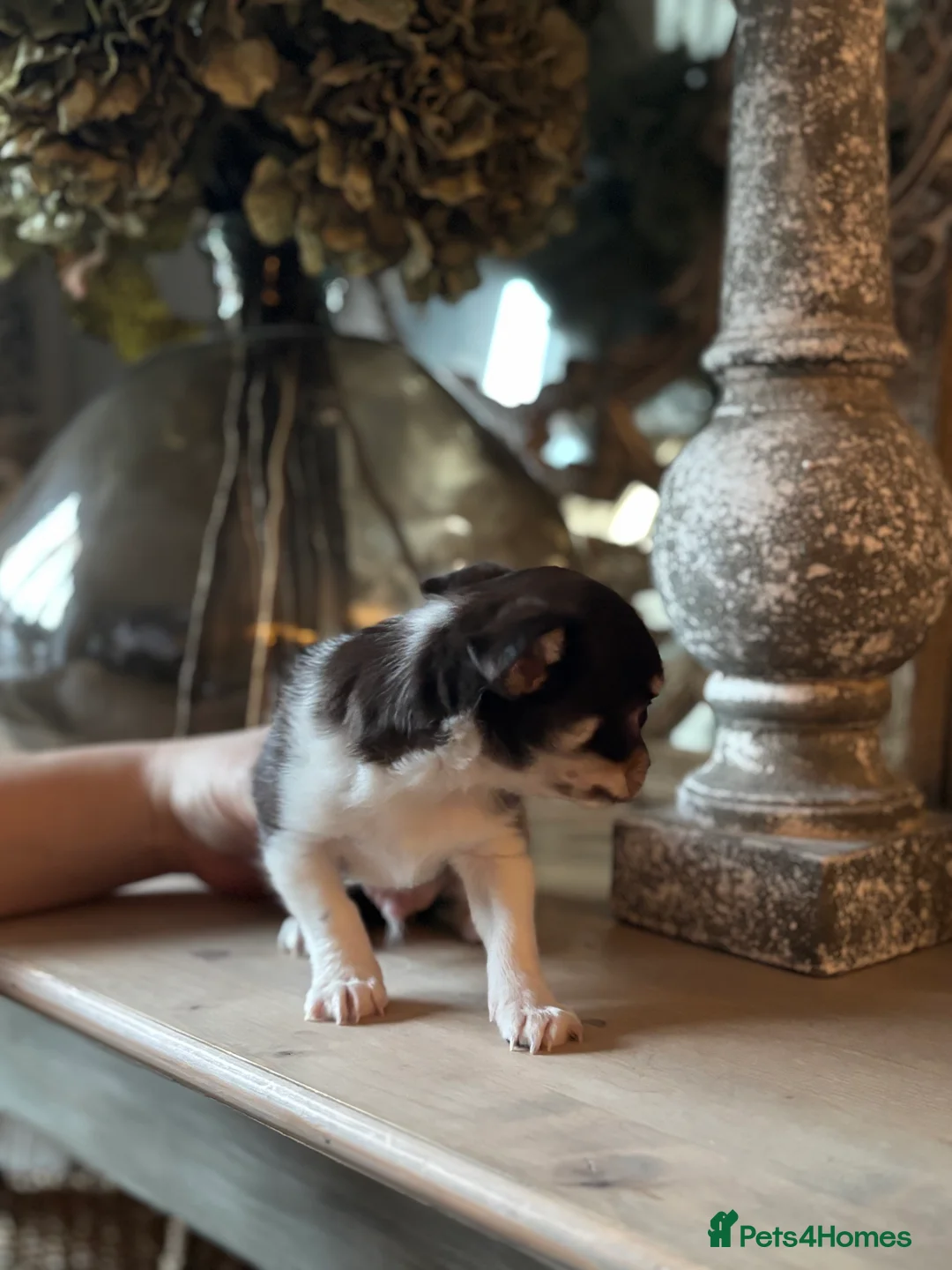 Chihuahua dogs for sale: Chocolate chihuahua boys ready now  - Advert 24