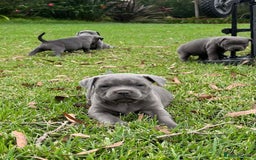 Staffordshire Bull Terrier dogs for sale: Pure English blue Staffy M/F s - Advert 2