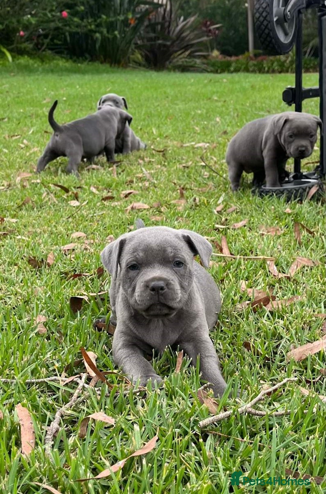 Staffordshire Bull Terrier dogs for sale: Pure English blue Staffy M/F s - Advert 2