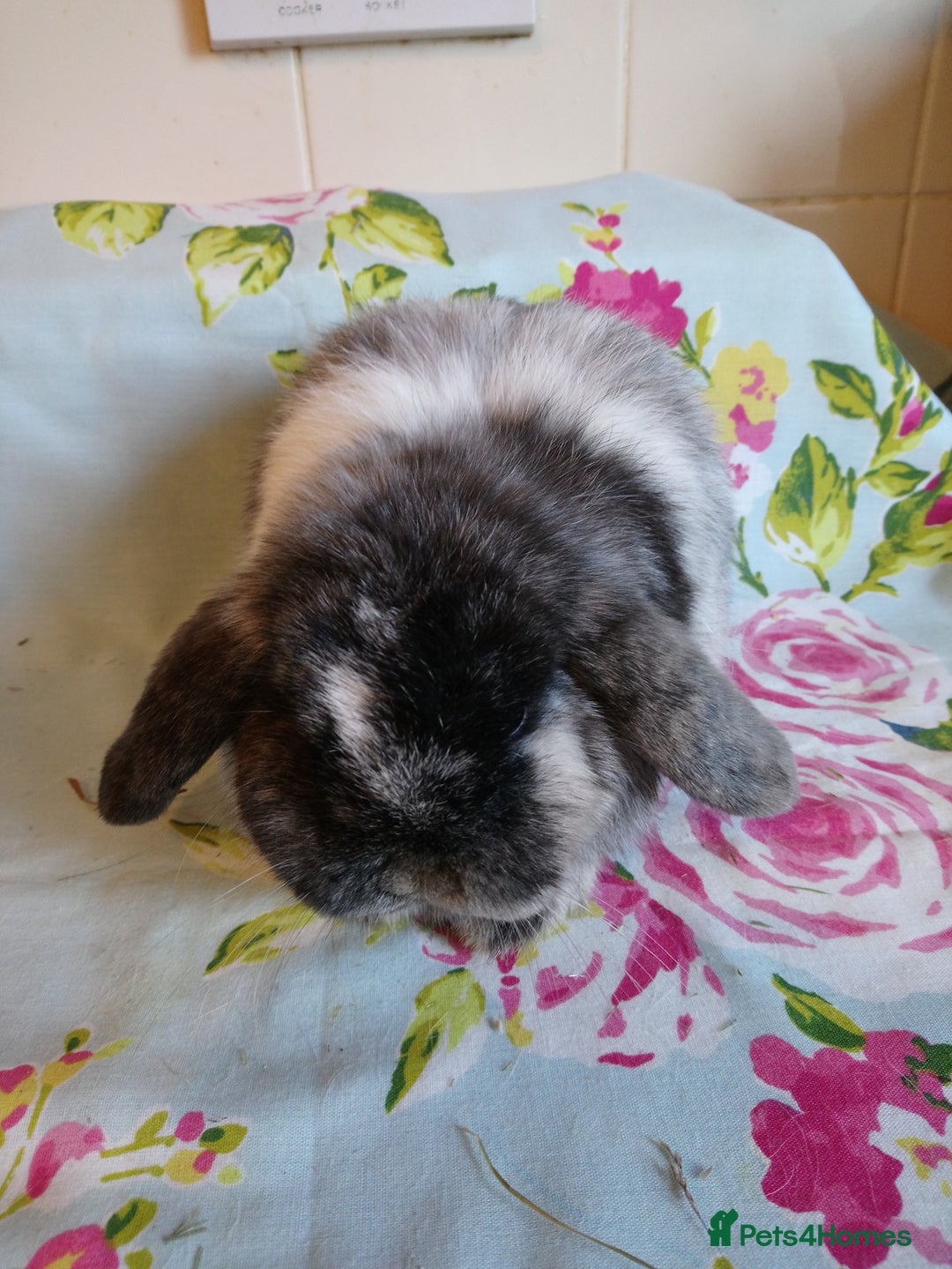 Mini Lop rabbits for sale: Pedigree Mini Lops - Advert 28