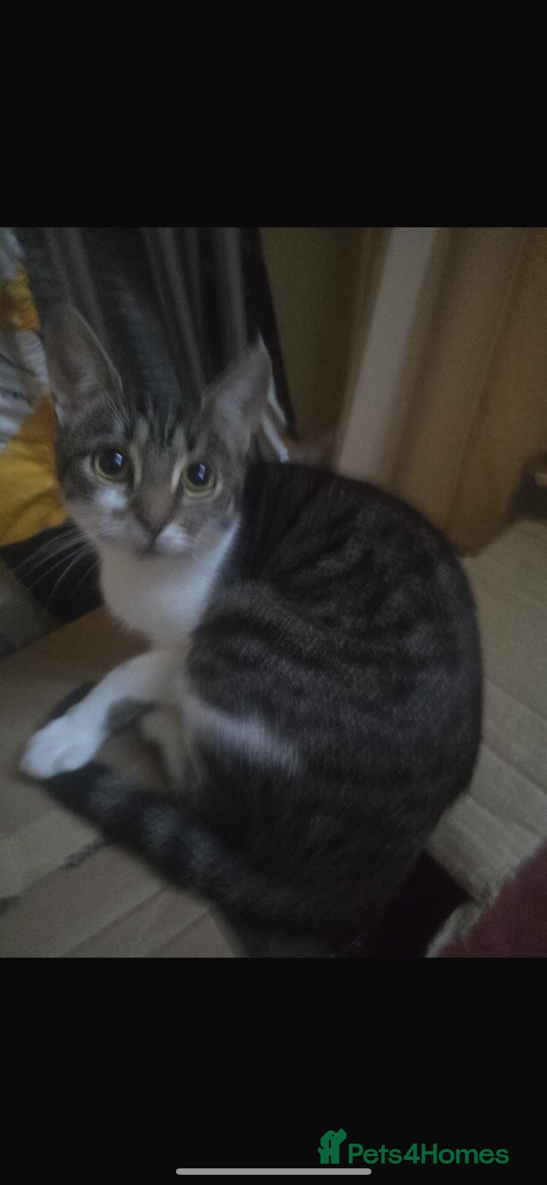 British Shorthair cats for sale: Beautiful cat - Advert 1