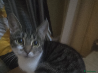 British Shorthair cats Beautiful cat - Advert 7