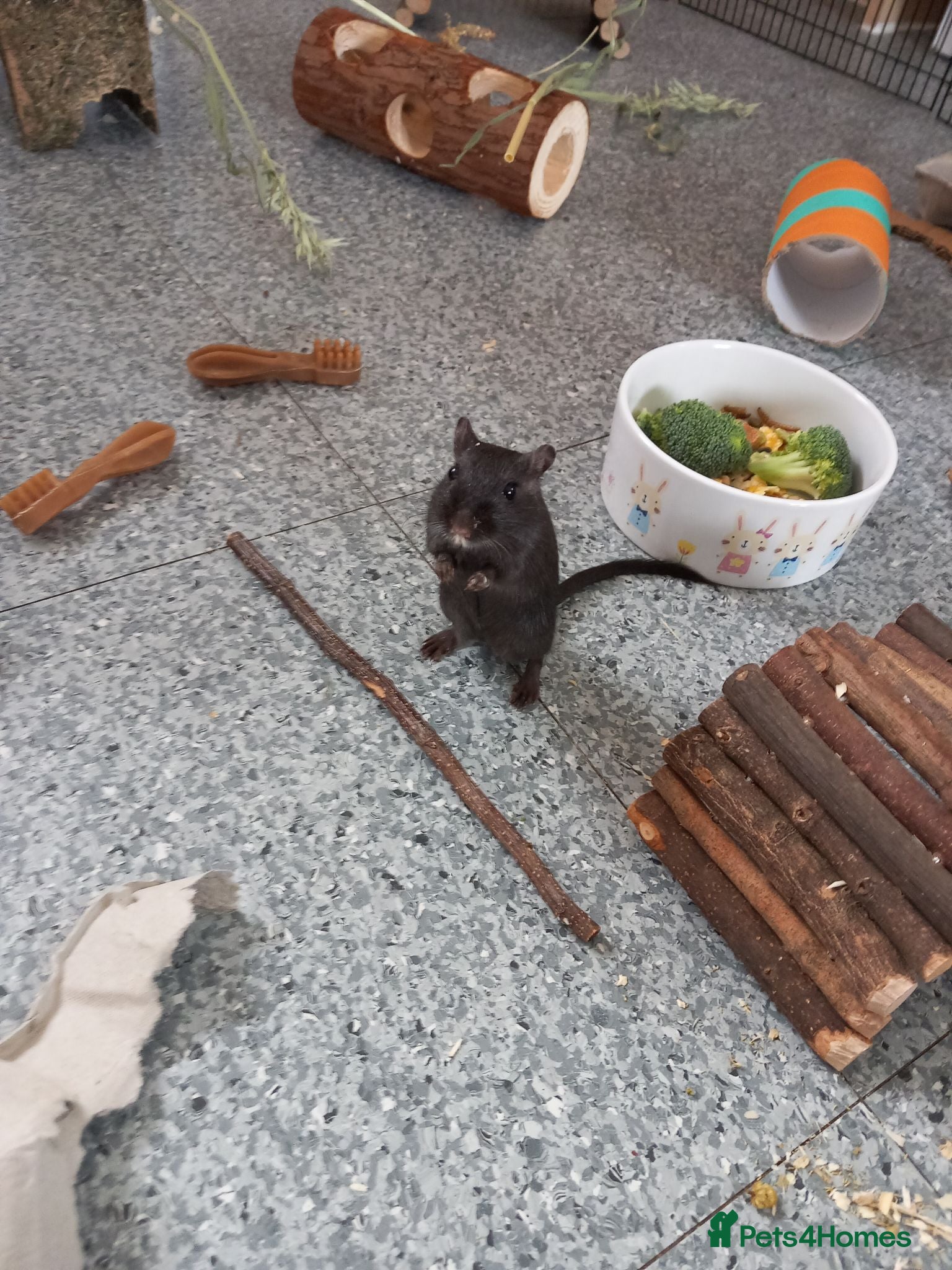 Gerbil rodents Male Gerbil/Gerbil(s) for sale - Advert 1