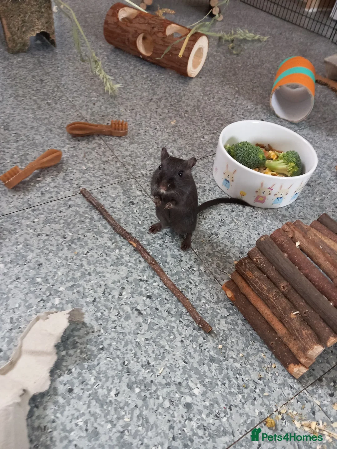 Gerbil rodents for sale: Male Gerbil/Gerbil(s) for sale - Advert 1