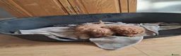 Cockapoo dogs for sale: Cockapoos F2 (deep red/faun) - Advert 18