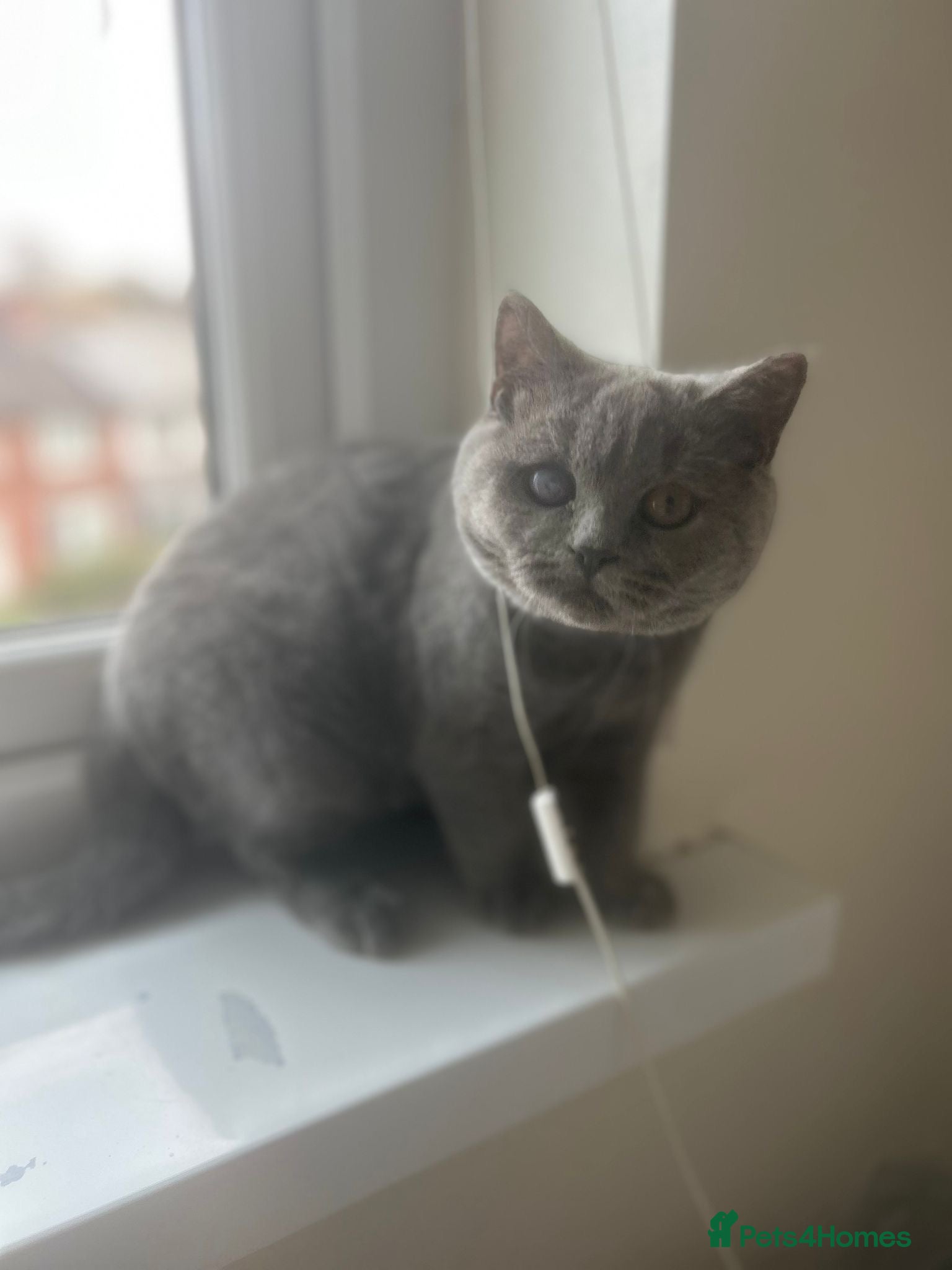 British Shorthair cats Grey short hair kitten - Advert 9