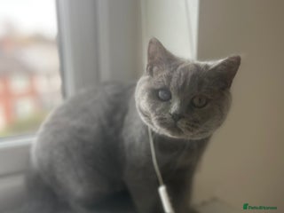 British Shorthair cats for sale - Advert 1