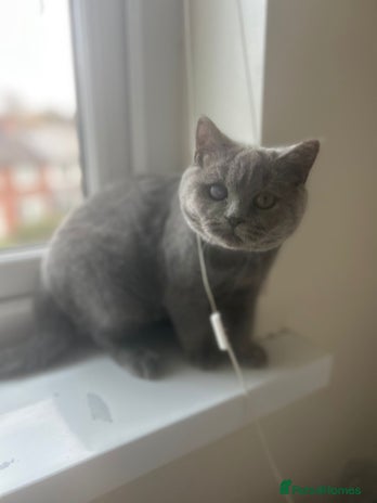 British Shorthair cats - Advert 1