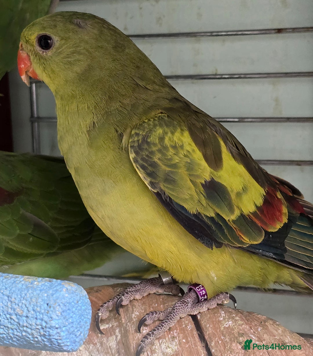 Ringnecks birds for sale: Cheeky Ringnecks, Alexandrine & Rock Pebblar!!! - Advert 4