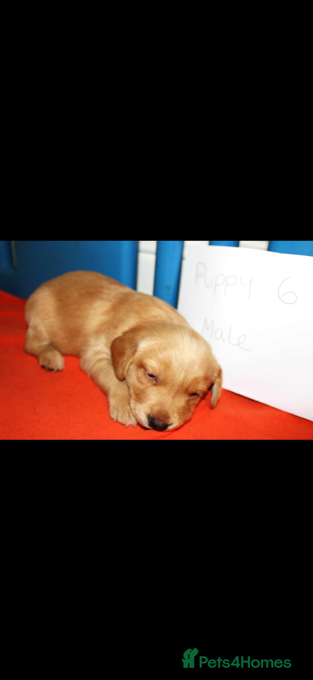 Cockerdor dogs for sale: Lovely Cockerdor puppies for sale  - Advert 24