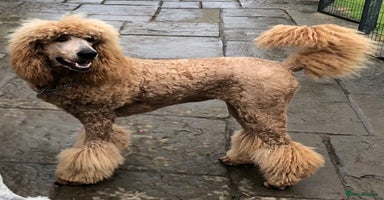 Standard Poodle dogs - Advert 3