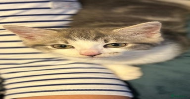 Maine Coon cats - Advert 4