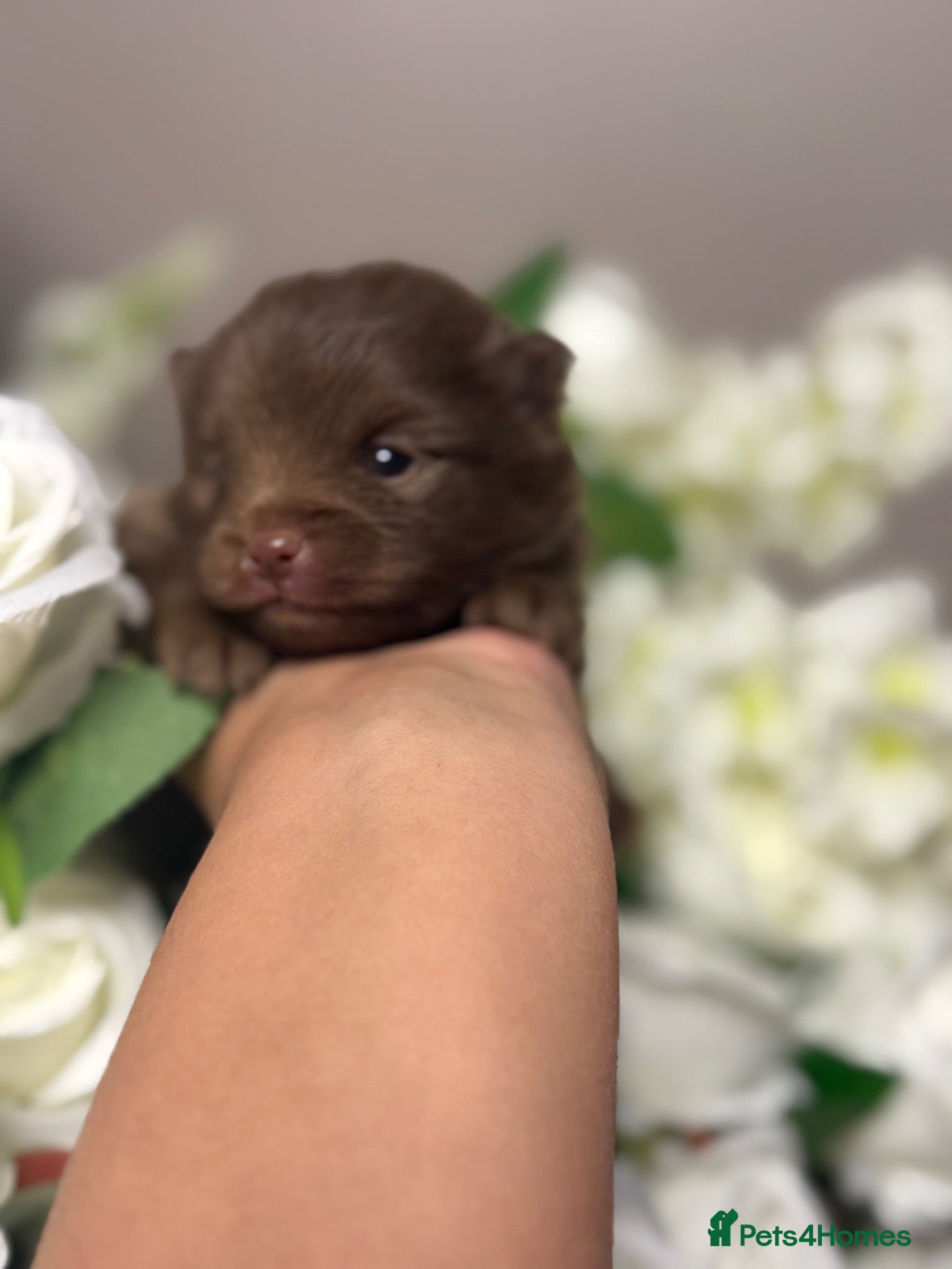 Pomeranian dogs 👑 Elite KC Teddy Bear Pomeranian Boys 👑 - Advert 15
