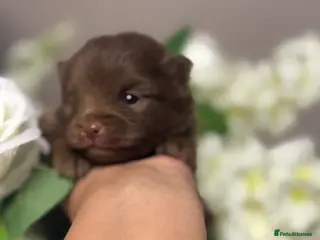 Pomeranian dogs 👑 Elite KC Teddy Bear Pomeranian Boys 👑 - Advert 15