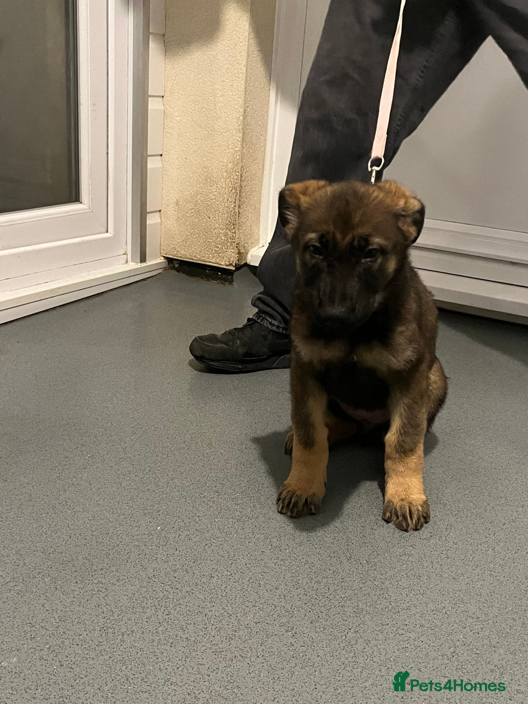 German Shepherd dogs for sale: KC registered pups with paperwork,German shepherd  - Advert 6