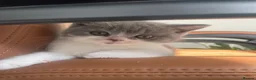British Shorthair cats for sale: British Shorthair GCCF  - Advert 6