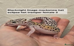 Leopard Gecko reptiles for sale: Leopard geckos babies various morphs  - Image 16