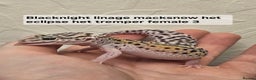 Leopard Gecko reptiles for sale: Leopard geckos babies various morphs  - Advert 17