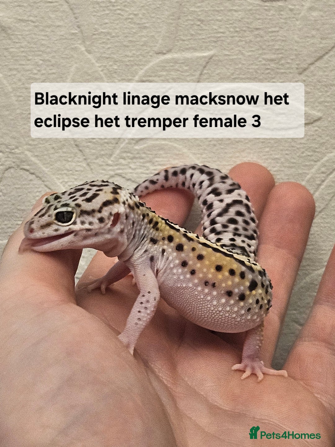 Leopard Gecko reptiles for sale: Leopard geckos babies various morphs  - Image 16