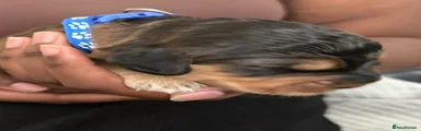 Cockapoo 3