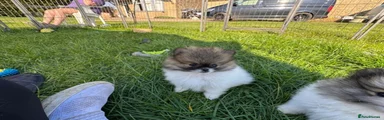 Pomeranian 1