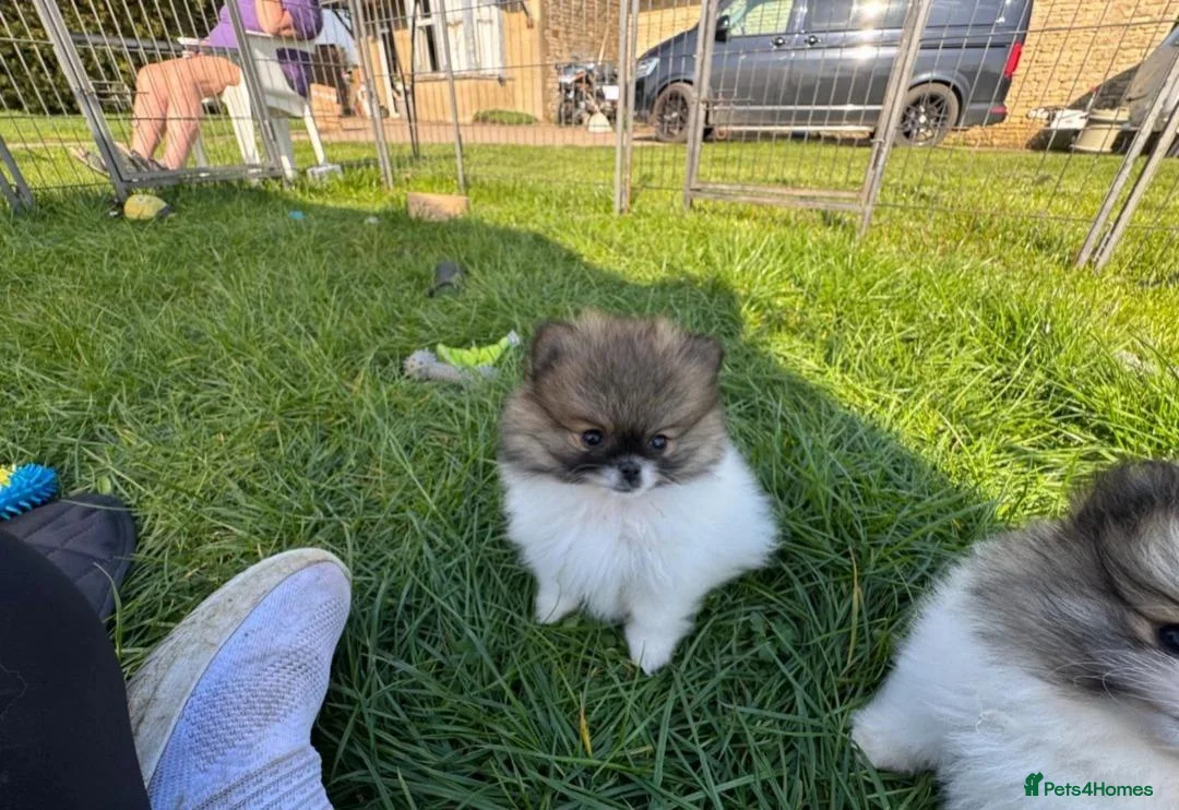 Pomeranian dogs for sale:  Beautiful Pomeranian Girls  - Advert 15