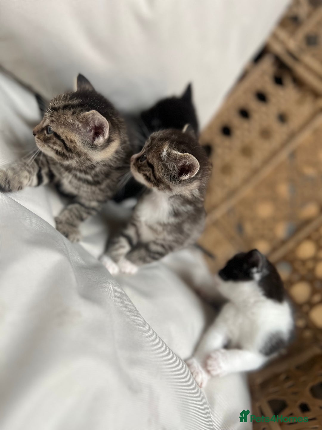 British Shorthair cats for sale: 4 kittens  - Image 8