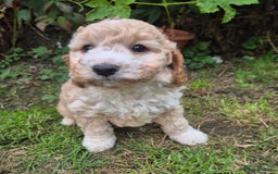 Cockapoo dogs for sale: Beautiful Cockapoo Puppies - Image 6