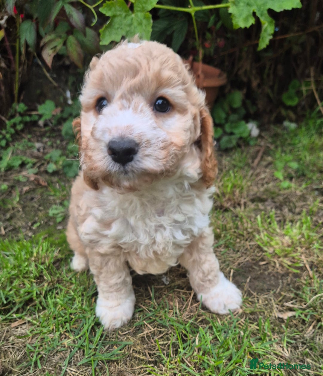 Cockapoo dogs for sale: Beautiful Cockapoo Puppies - Image 6