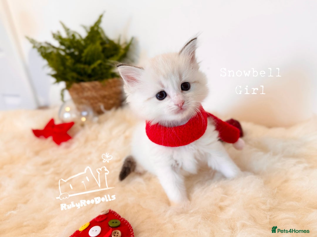 Ragdoll cats for sale: 🌟DNA Test🏆GCCF/TICA Championship Ragdoll Kitten - Advert 31