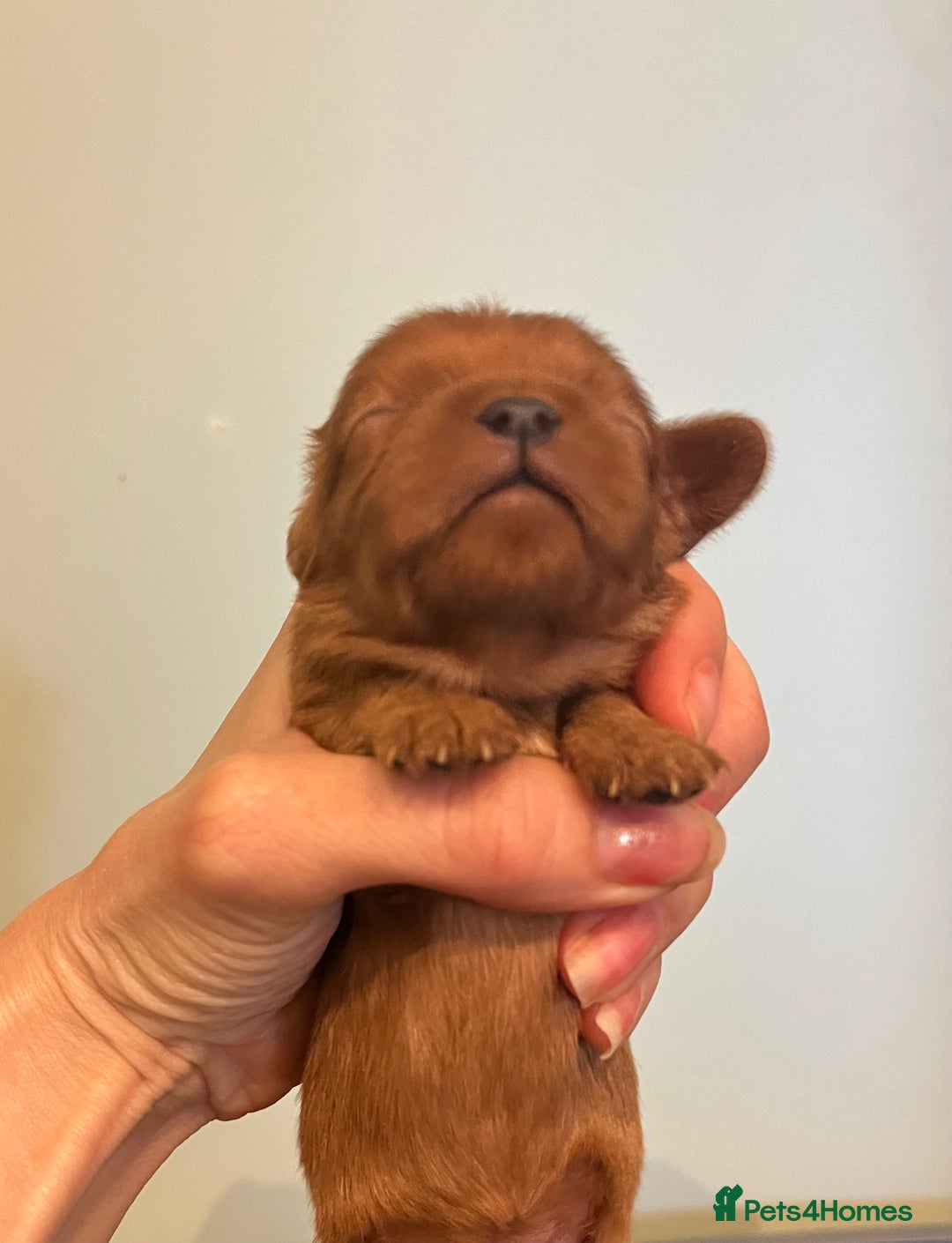 Cavalier King Charles Spaniel dogs for sale: Pure pedigree kc registered ruby cavaliers - Advert 9