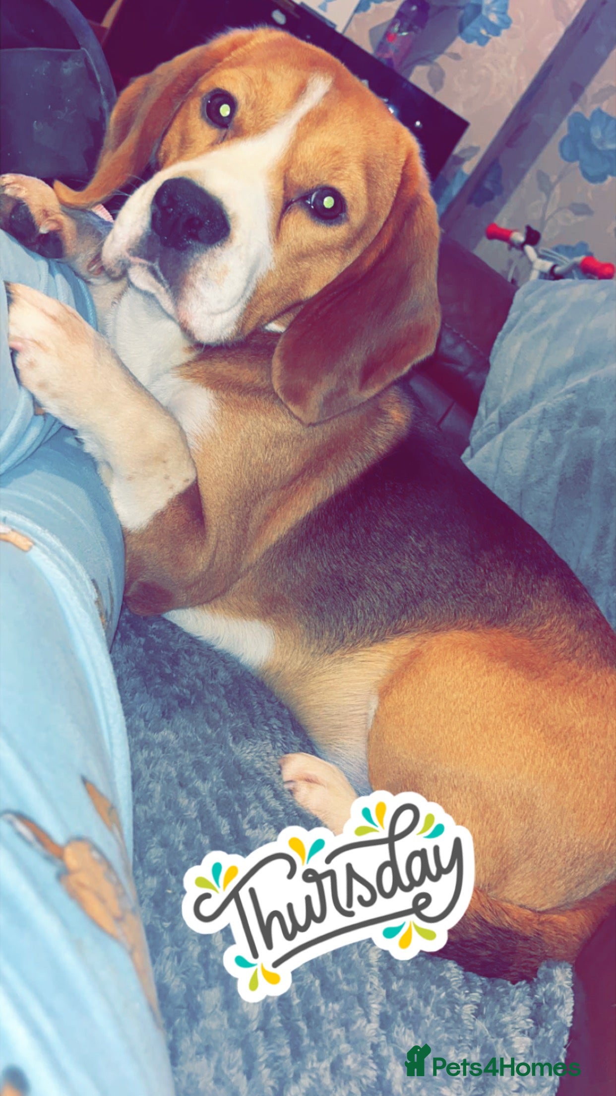 Beagle dogs Beagle dog available for stud  in Newport - Advert 9