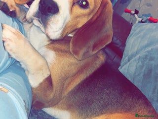 Beagle dogs Beagle dog available for stud in Newport - Advert 9