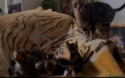 Mixed Breed cats for sale: 7 Beautiful Tabby Kitties in Greenford - Image 9