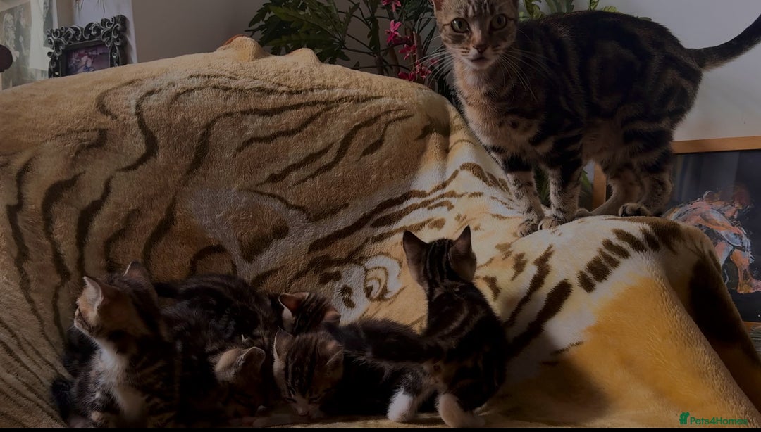 Mixed Breed cats for sale: 7 Beautiful Tabby Kitties in Greenford - Image 9
