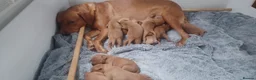 Labrador Retriever dogs for sale: Red Labrador  - Advert 2