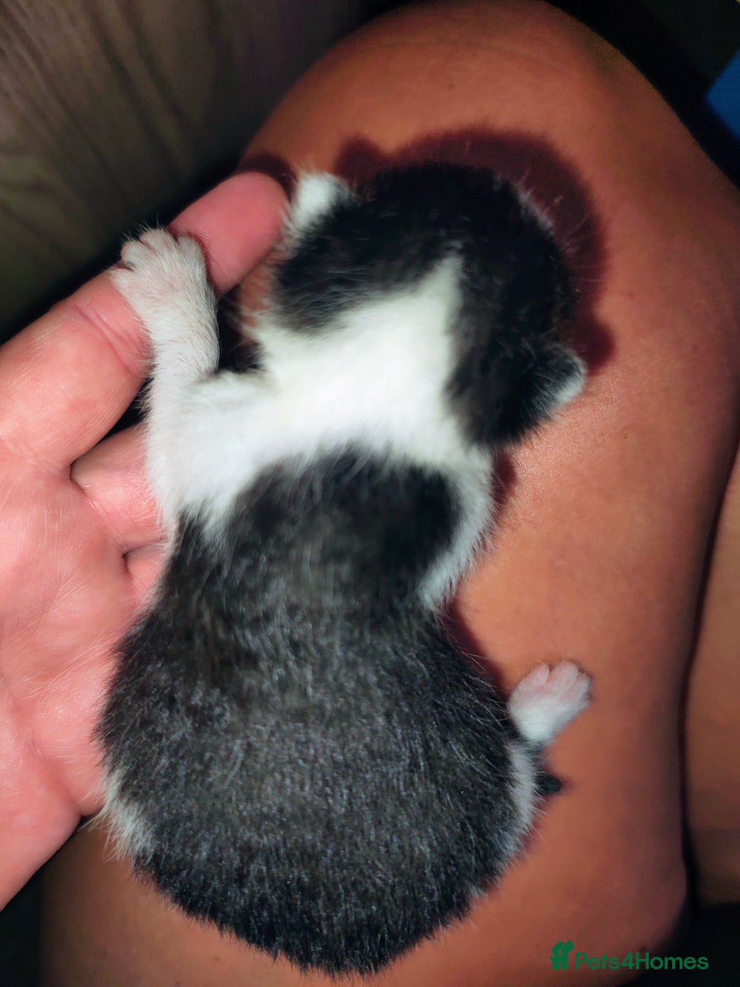 Mixed Breed cats for sale: Kittens - Image 19