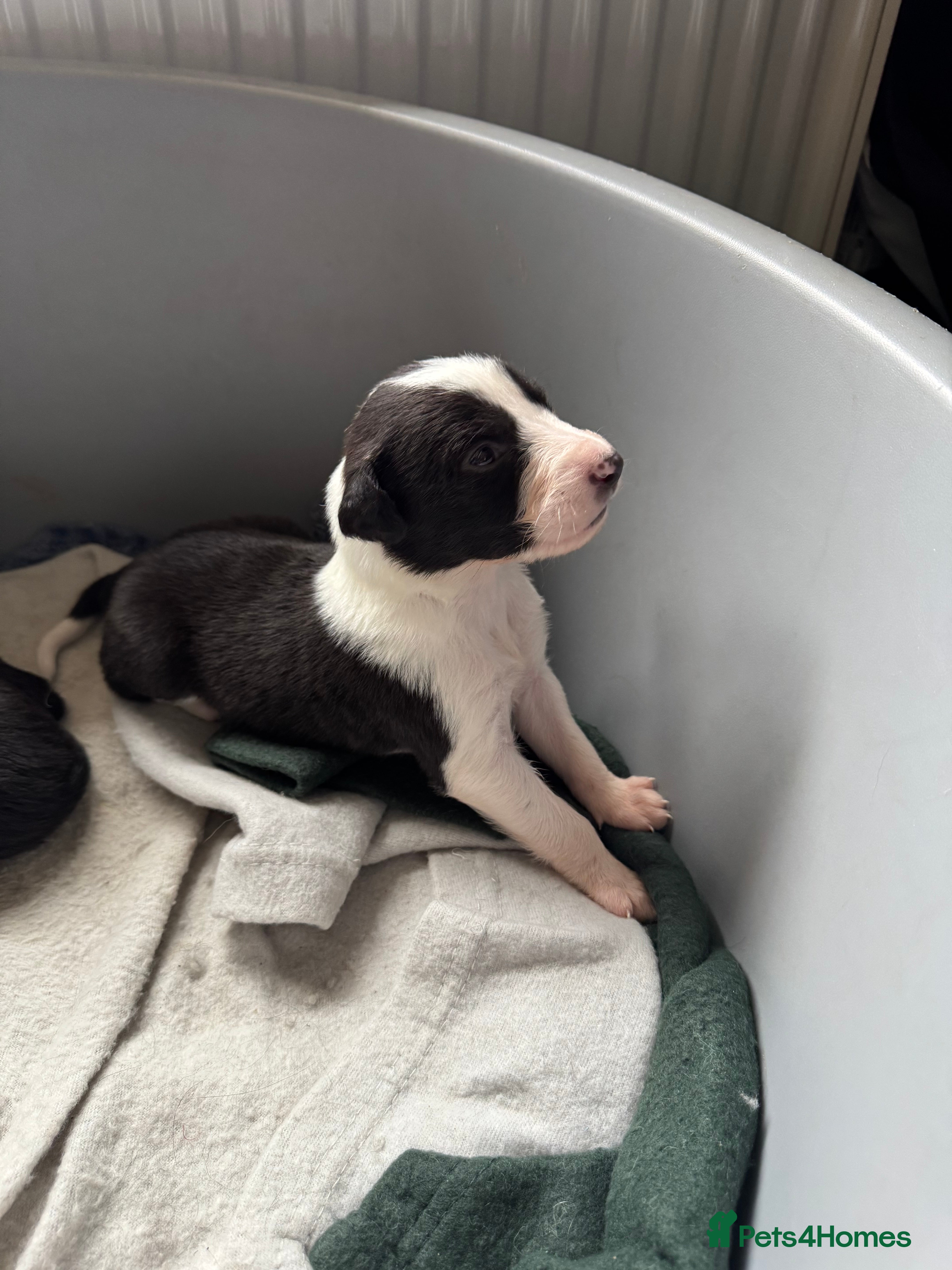 Mixed Breed dogs Saluki Greyhound puppies - Advert 17