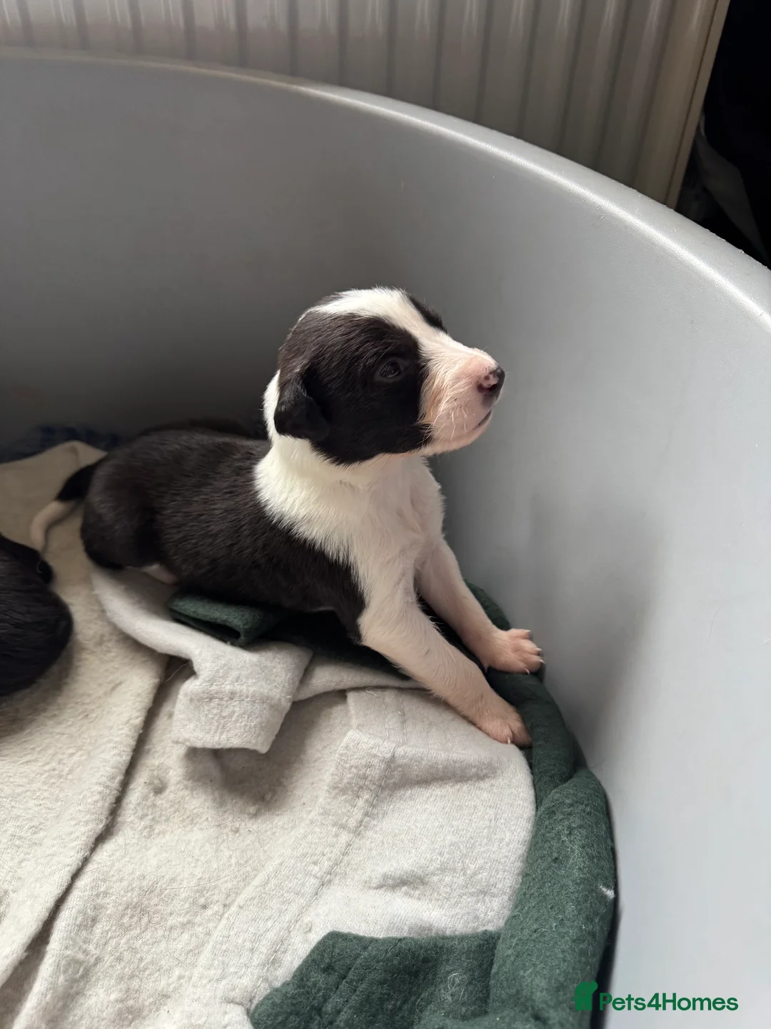 Mixed Breed dogs for sale: Saluki Greyhound puppies - Advert 1