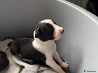 Mixed Breed dogs Saluki Greyhound puppies - Advert 17