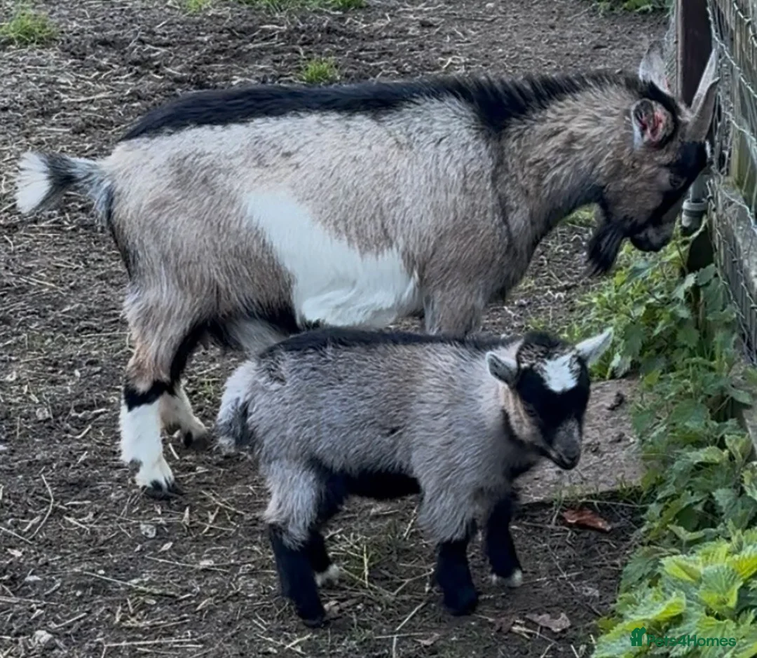 Goats livestock for sale: GEOFFREY!  BEAUTIFUL BABY BOY READY TO GO NOW  - Advert 1