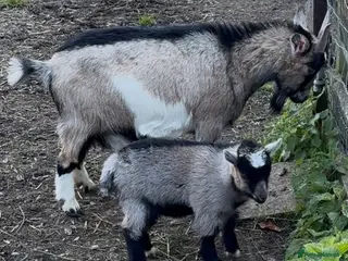 Goats livestock GEOFFREY! BEAUTIFUL BABY BOY READY TO GO NOW - Advert 6