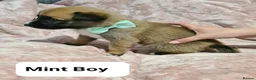 Belgian Shepherd Dog dogs for sale: Belgian malinois puppies  - Advert 10