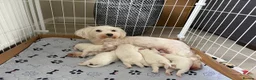 Mixed Breed dogs for sale: Beautiful Maltese Cross Puppies  - Advert 14
