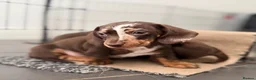 Miniature Dachshund dogs for sale: Stunning dapple boy - Advert 6