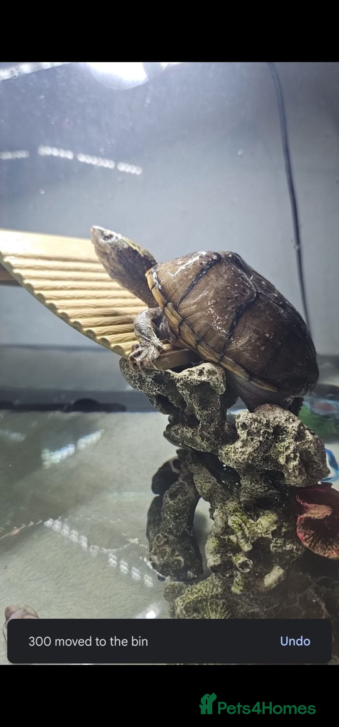 Turtle reptiles for sale: Male and female musk turtles  - Image 2