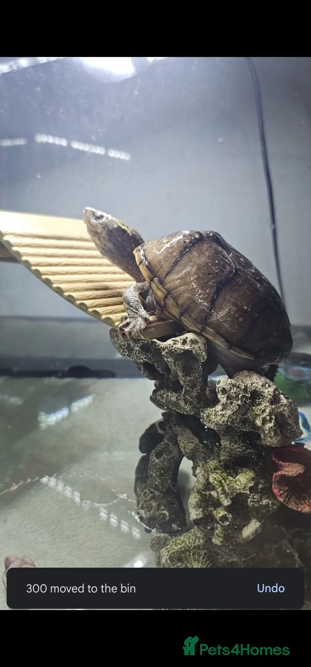 Turtle reptiles for sale: Male and female musk turtles  - Advert 2