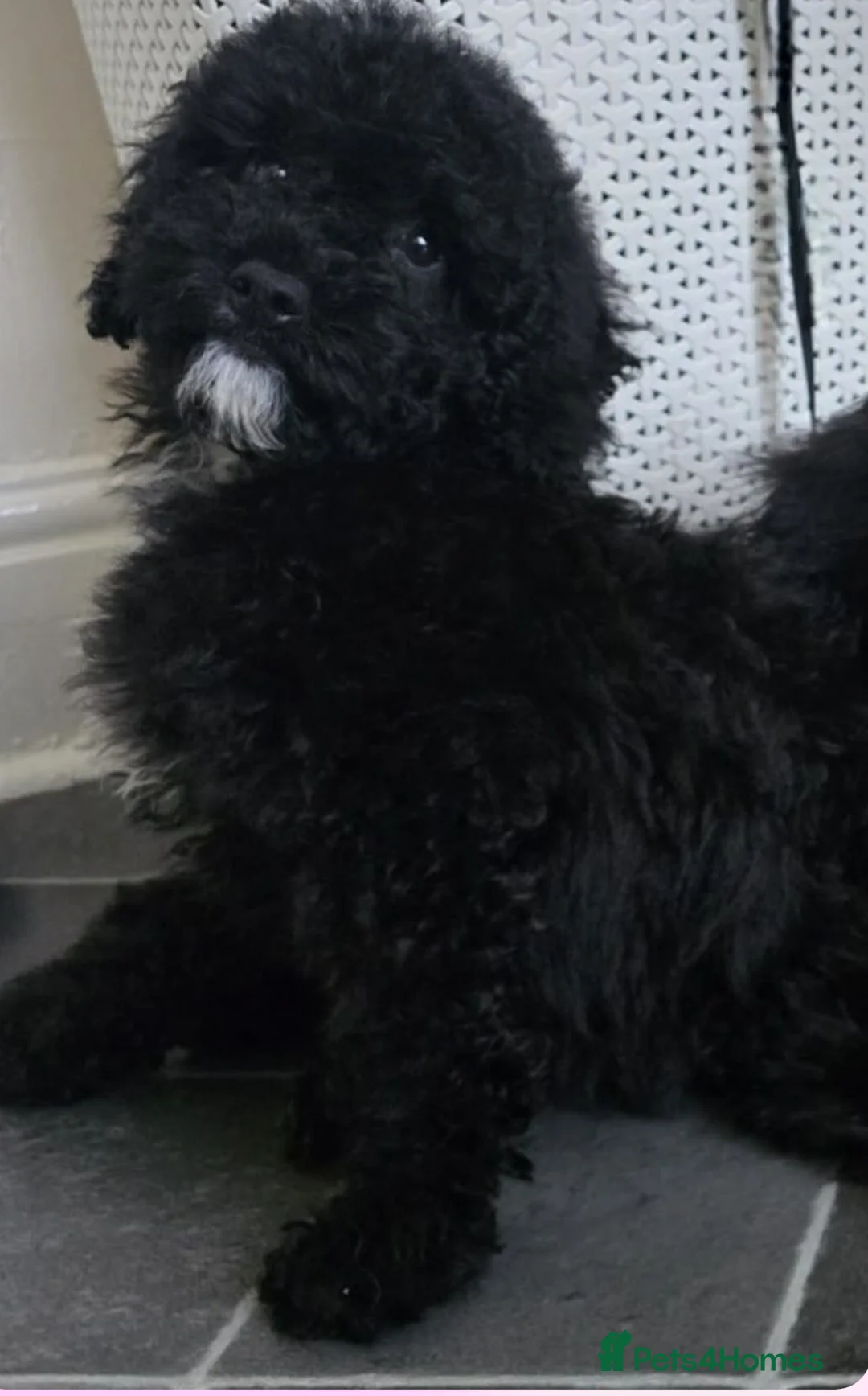 Goldendoodle dogs for sale: Goldendoodle - Advert 2