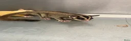 Sugar Glider rodents for sale: 2 female sugar gliders  - Advert 2