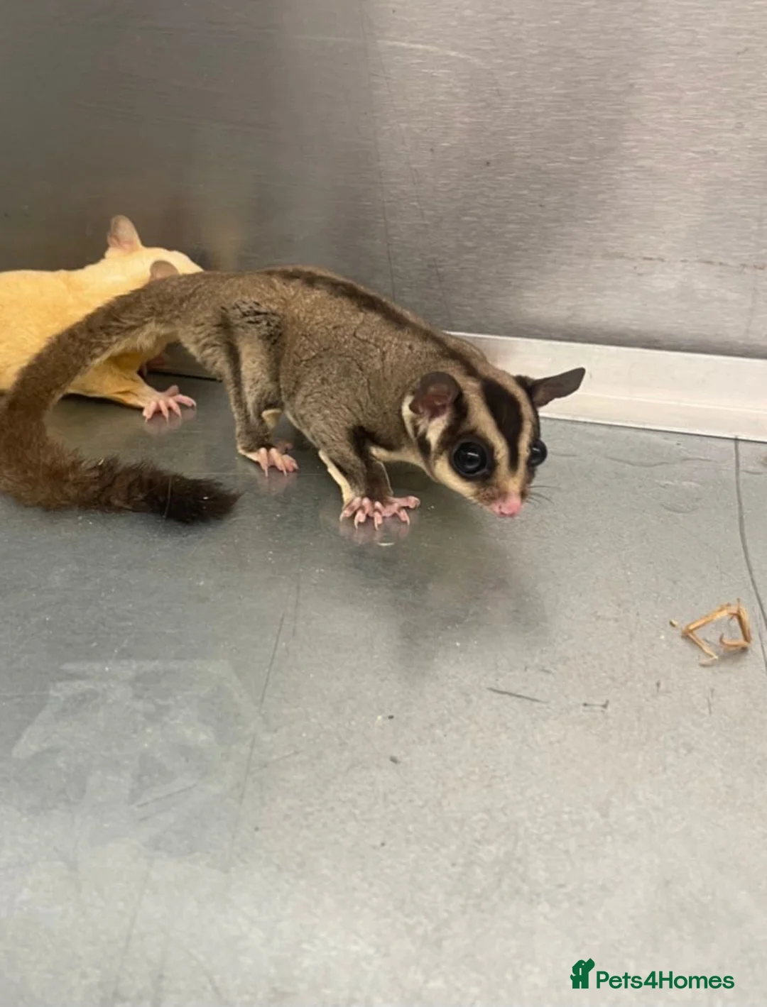 Sugar Glider rodents for sale: 2 female sugar gliders  - Advert 2